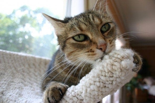 cat on cat tree