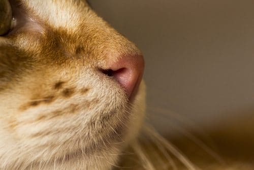 profile cat muzzle