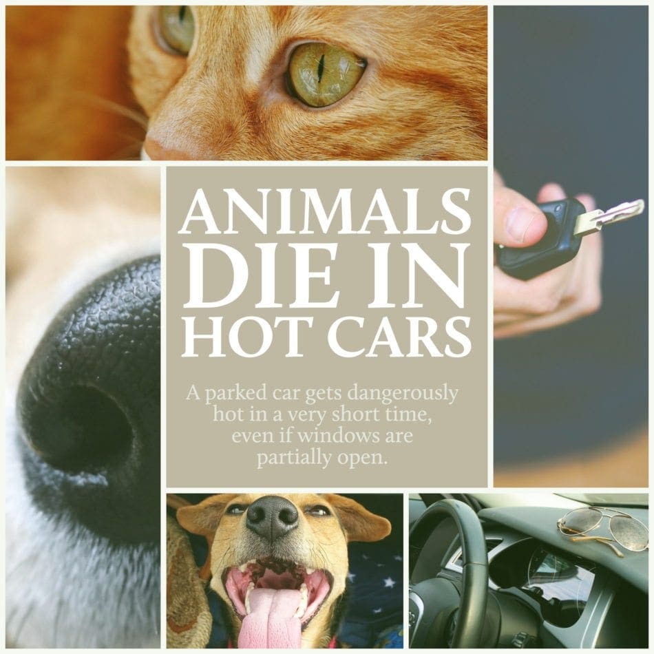 animals die in hot cars