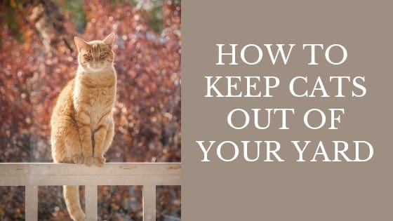 How to Keep Unwanted Cats out of Your Yard