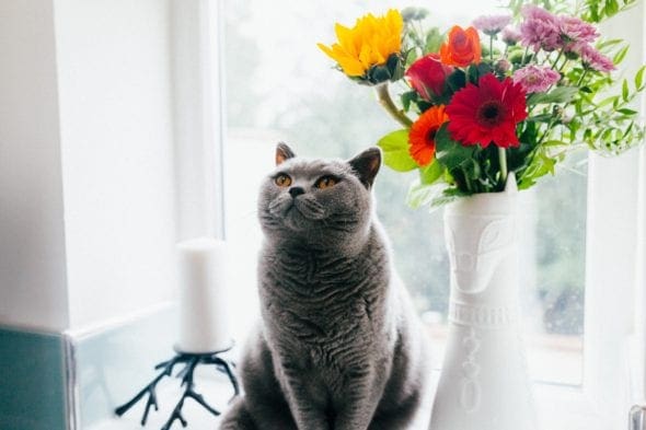 ten things every cat parent should remember