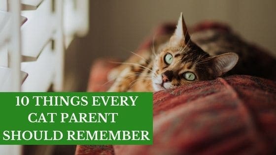 ten things every ct parent should remember