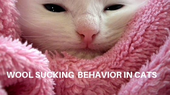wool sucking behavior in cats