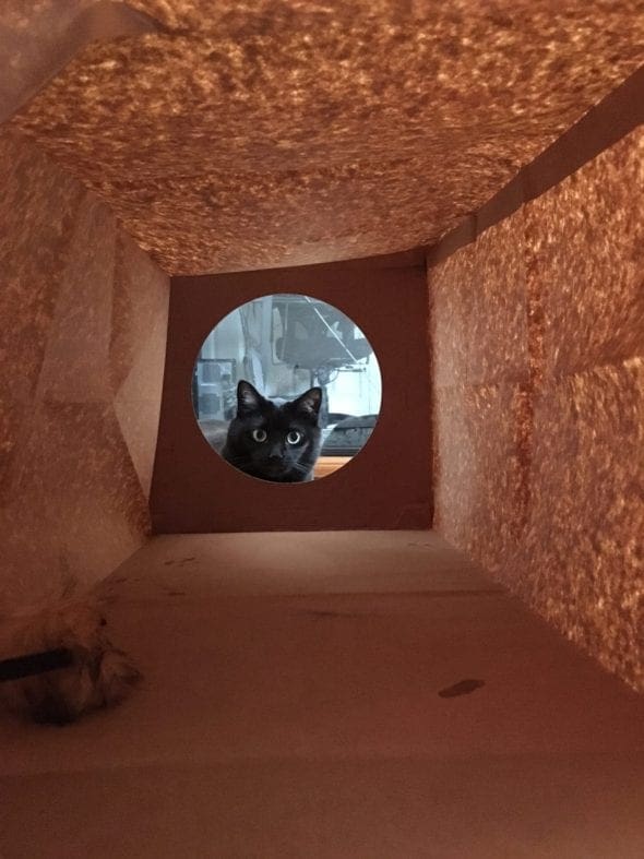 black cat peeking into a paper bag tunnel