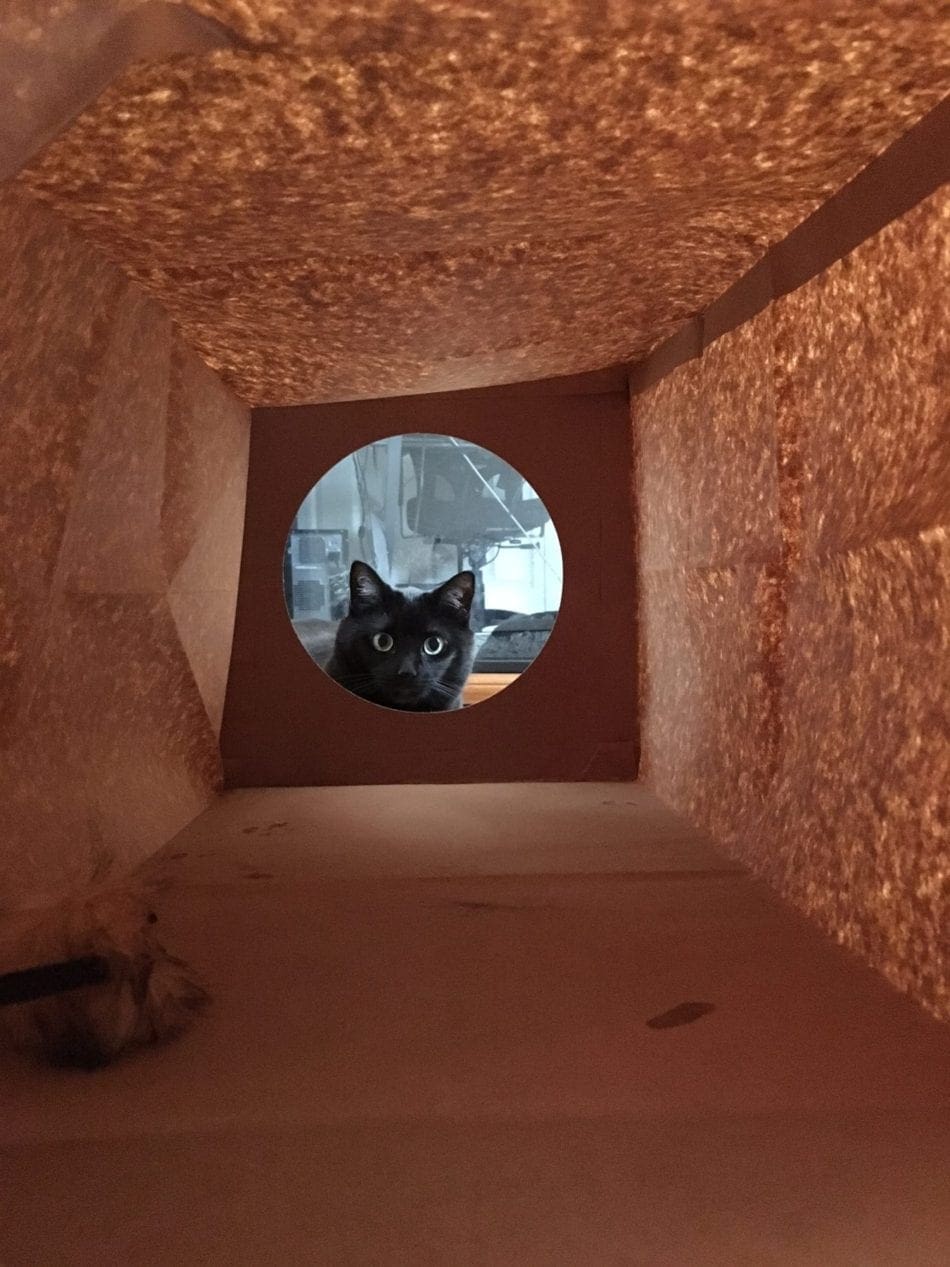 black cat peeking into a paper bag tunnel