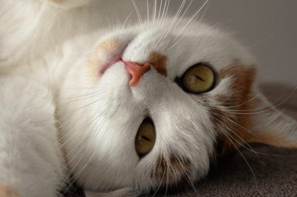 cat laying on his back