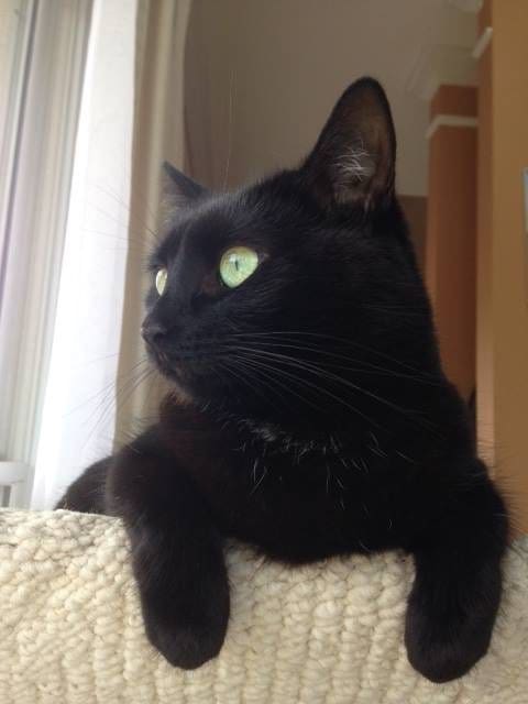 black cat looking out window