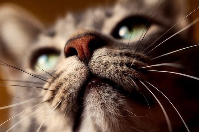 closeup of a cat's face
