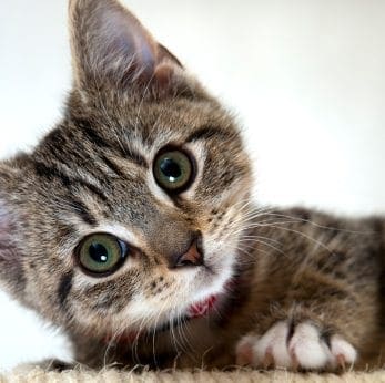 Cat Doesn T Like Texture Of Litter Cat Doesn T Like Texture Of Litter