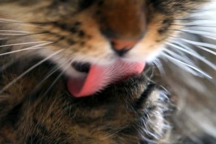 Interesting Facts About Your Cats Tongue
