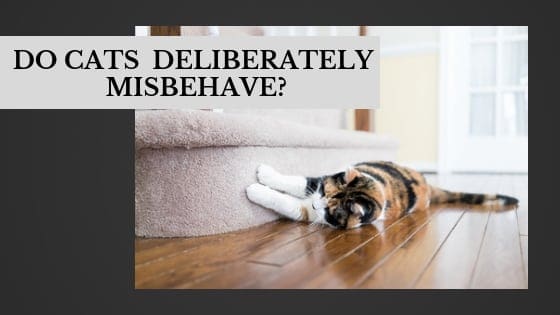 do cats deliberately misbehave