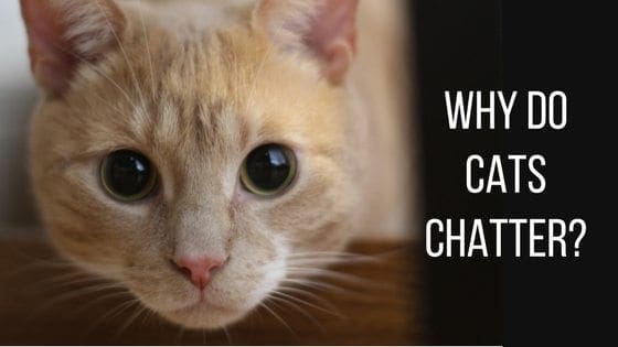 why do cats chatter