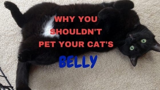 Can You Get Worms From Petting A Dog Can You Get Worms From Petting A Dog