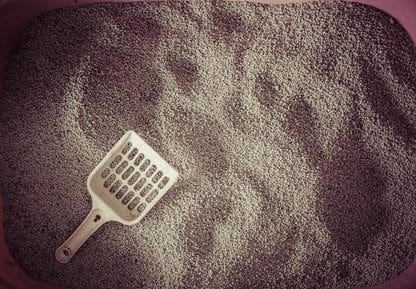 cat litter and scoop