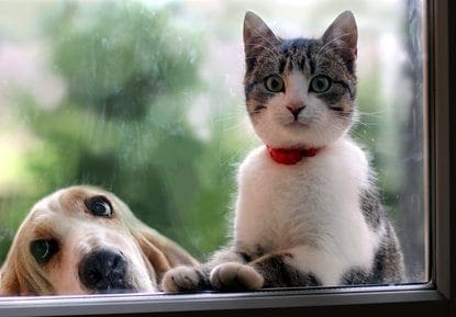 cat and dog