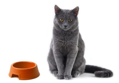 Cat Eats Dry Food But Not Wet Cat Eats Dry Food But Not Wet