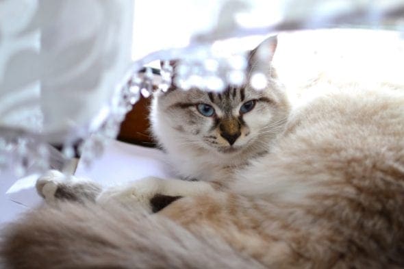 cat resting near window