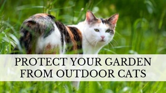 Outdoor Cat Behavior Protect Your Garden From Outdoor Cats