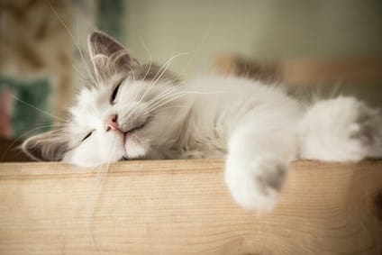 sleeping white and gray cat