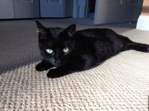 cat on carpet in sun