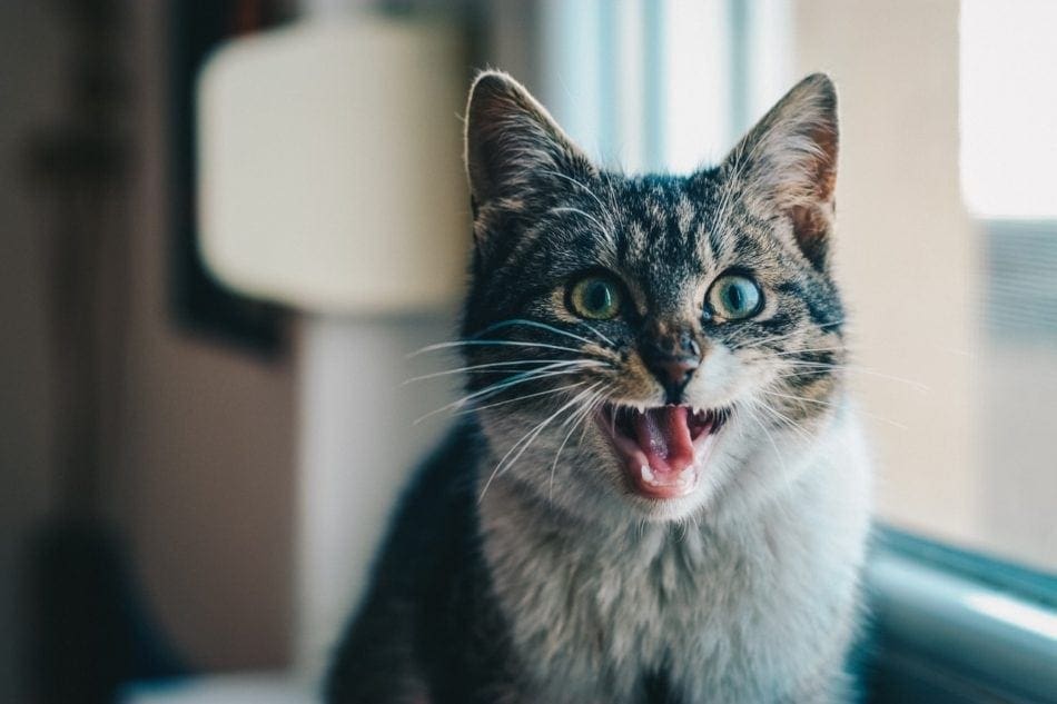 cat meowing