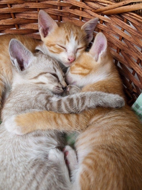 How To Make My Cat Want To Cuddle How To Make My Cat Want To Cuddle