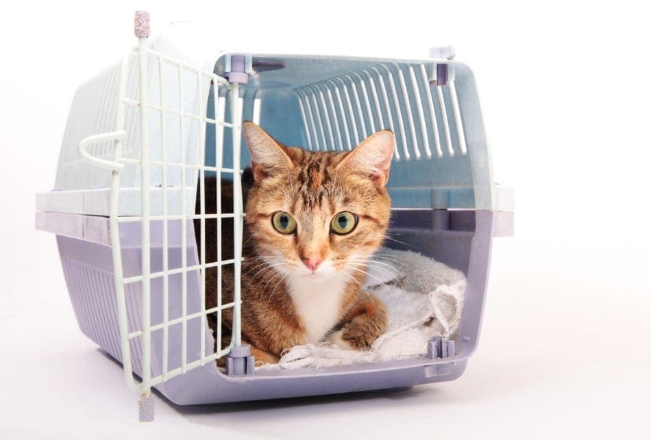 cat in carrier