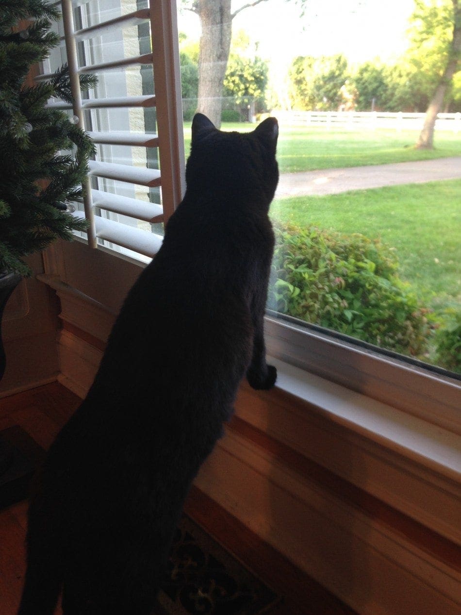 black cat at window