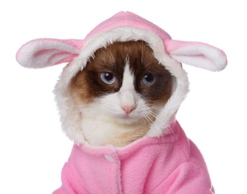 Shutterstock photo