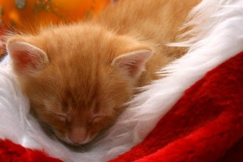 photo: Shutterstock
