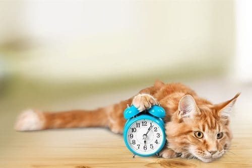 photo by Shutterstock
