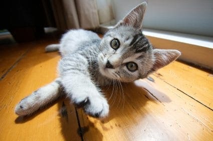 gray kitten
