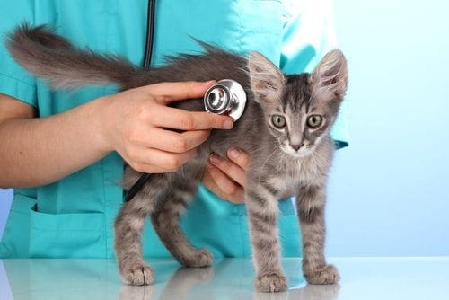 gray kitten at the veterinary clinic