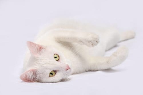 Photo Credit: Shutterstock