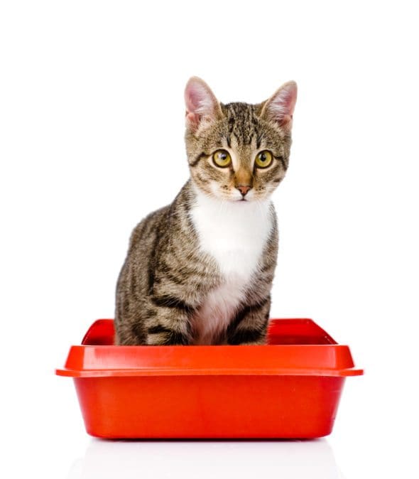 Your Cat’s Litter Box 8 Mistakes to Avoid
