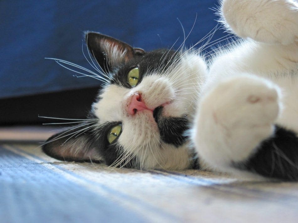 black and white cat on side