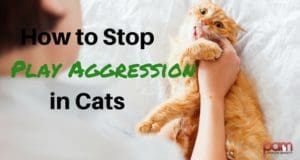 How To Stop Food Aggression In Cats How To Stop Food Aggression In Cats