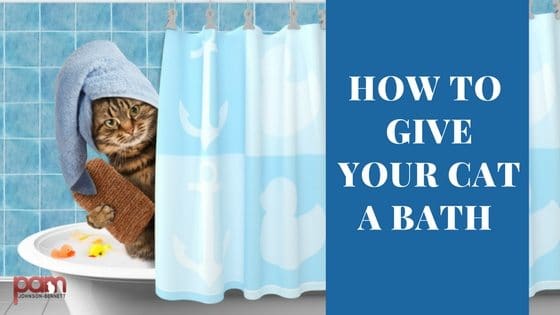 how-to-give-your-cat-a-bath