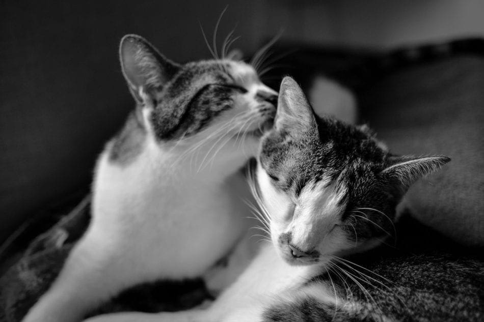 two cats grooming