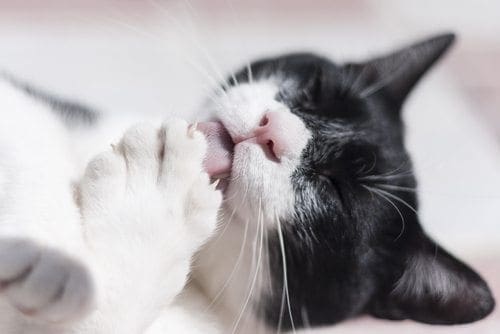 Photo: Shutterstock