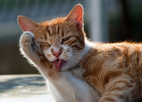 Photo: Shutterstock