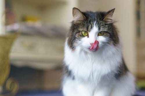 Photo: Shutterstock