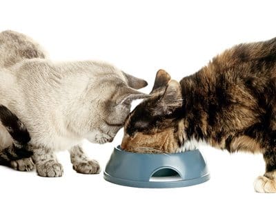 Photo: Shutterstock