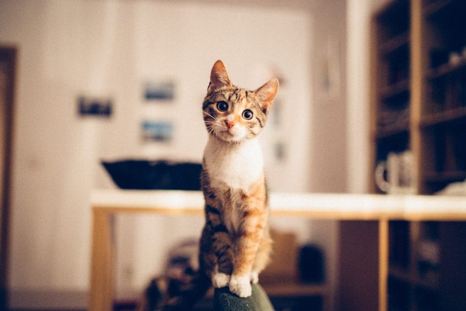 36 Top Photos Why Does My Cat Rub Against Me : Why Does My Dog Rub Against Me 36 Top Photos Why Does My Cat Rub Against Me : Why Does My Dog Rub Against Me
