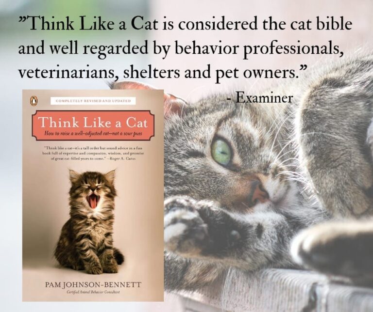 Hyperthyroidism in Cats What is it and What can be Done?