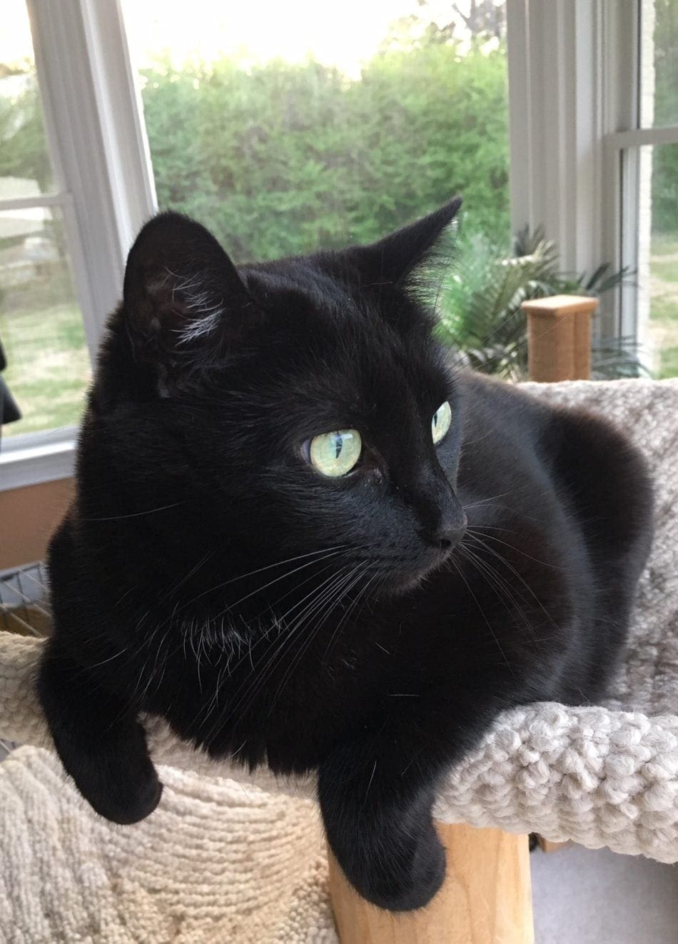 black cat looking out window