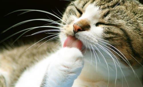 cat licking paw