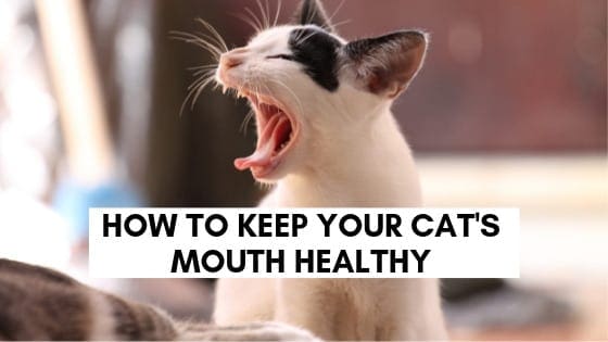 how to keep your cat's mouth healthy