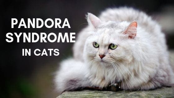 pandora syndrome in cats title image